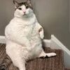 fatahcat